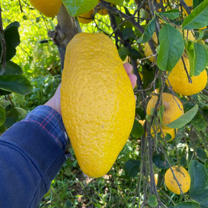 Riesengroße Cedro Zitrne am Baum. Doppelt so große wie die Hand des Farmers