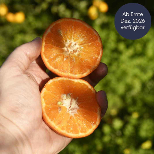 Clementinen Nova aus Sizilien BIO