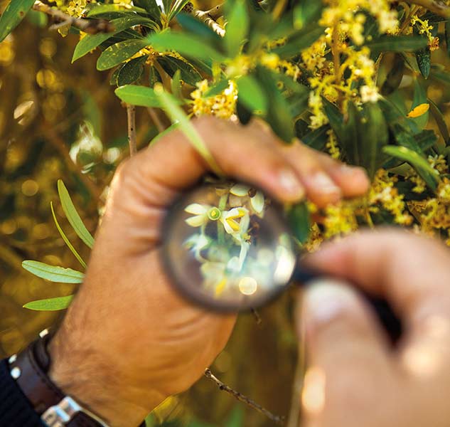 Hand mit Lupe an Olivenbaum.
