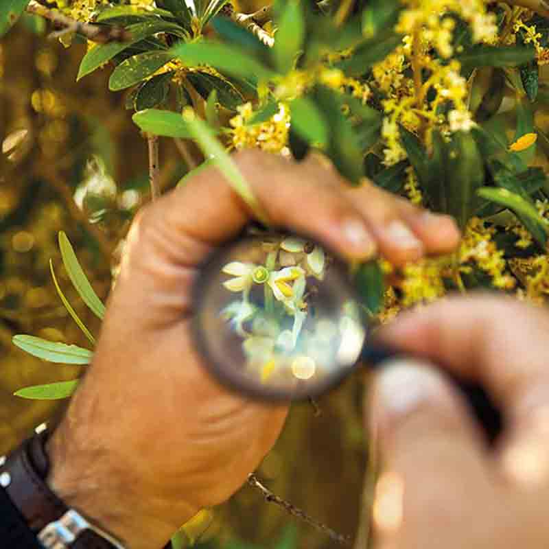 Nahaufnahme einer Olivenblüte unter der Lupe – sorgfältige Kontrolle für die Premium-Qualität des Castillo de Canena Picual Olivenöls.