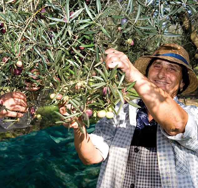 Person erntet Oliven vom Baum.