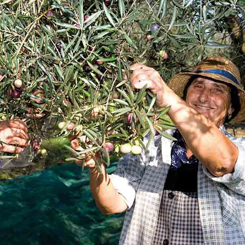 Erntehelfer ernten Oliven mit der Hand vom Baum