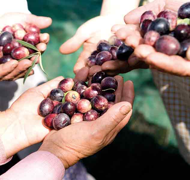Hände halten frisch geerntete Oliven.