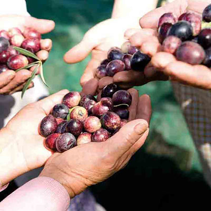 Hände halten frisch geerntete Oliven.