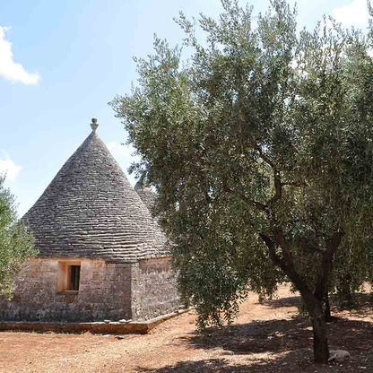Trullo und Olivenbaum im Freien.