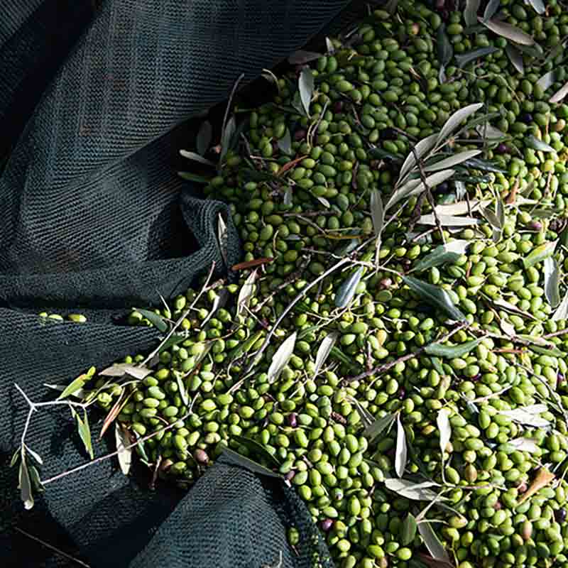 Grüne Oliven auf Netz, Erntezeit, Olivenölproduktion, Nahaufnahme.