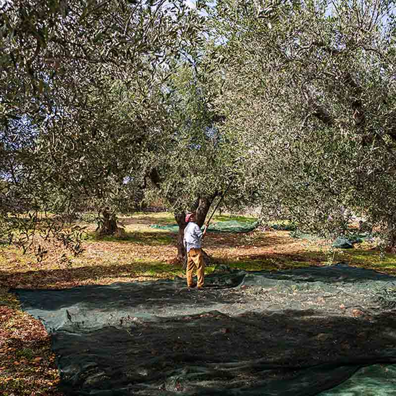 Person erntet Oliven von Baum.