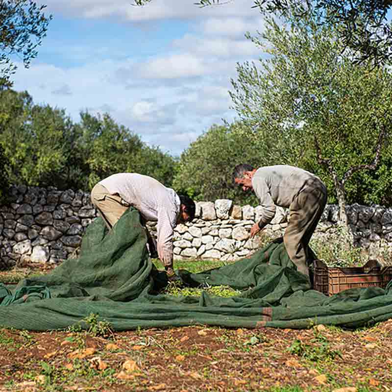 Zwei Erntehelfer von Intini sammeln ein Netz mit geernteten Oliven ein.