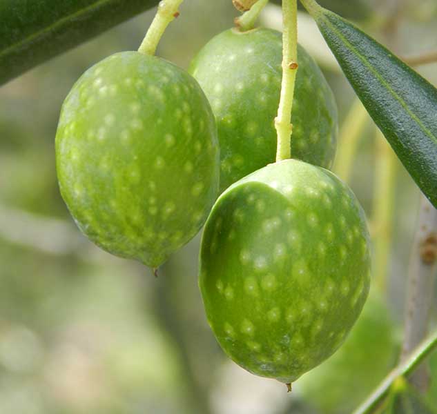 Grüne Oliven am Baum, Nahaufnahme, unscharfer Hintergrund.