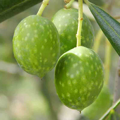 Quattrocciochi Superbo - Das Polyphenolreiche