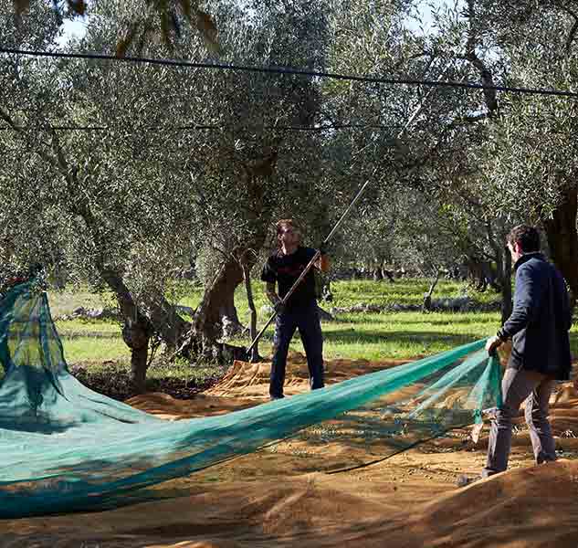 Olivenöl-Ernte mit Netzen.