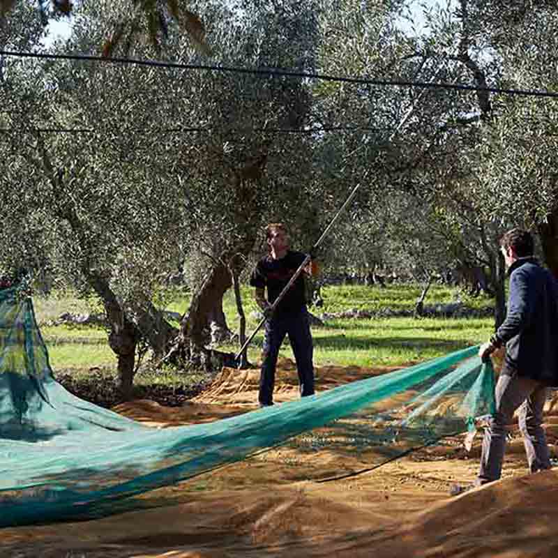 Oliven-Ernte mit Netzen, Personen.