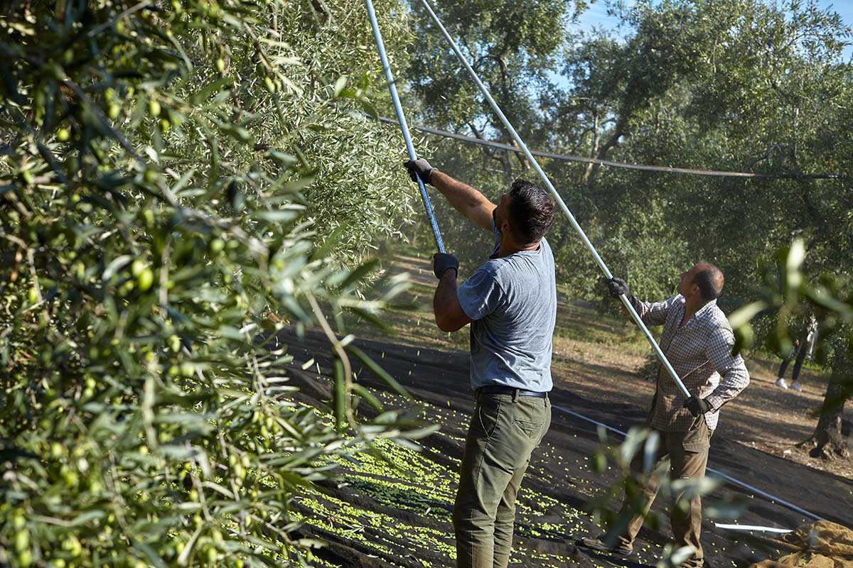 Zwei Männer ernten grüne Oliven in Apulien