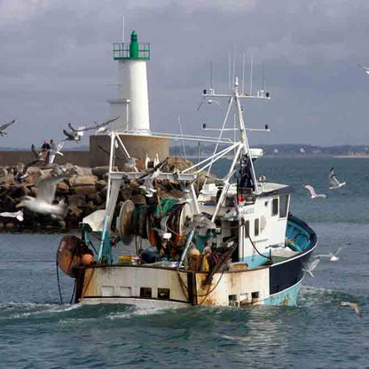 Fischkutter vor Leuchtturm und Möwen.