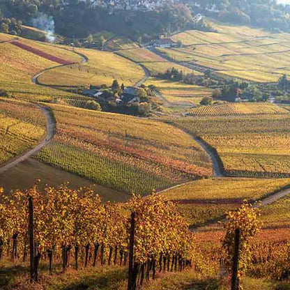 Weinberge in herbstlicher Landschaft.