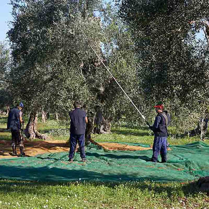 Olivenbauern ernten Oliven mit Netzen und Stangen.