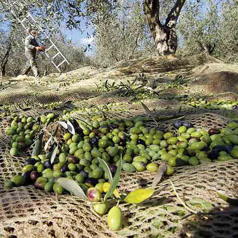 Oliven auf Netzen unter Olivenbäumen während Ernte.