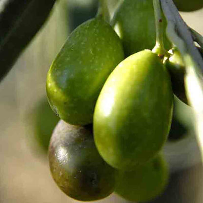 Grüne Oliven am Baum hängend.