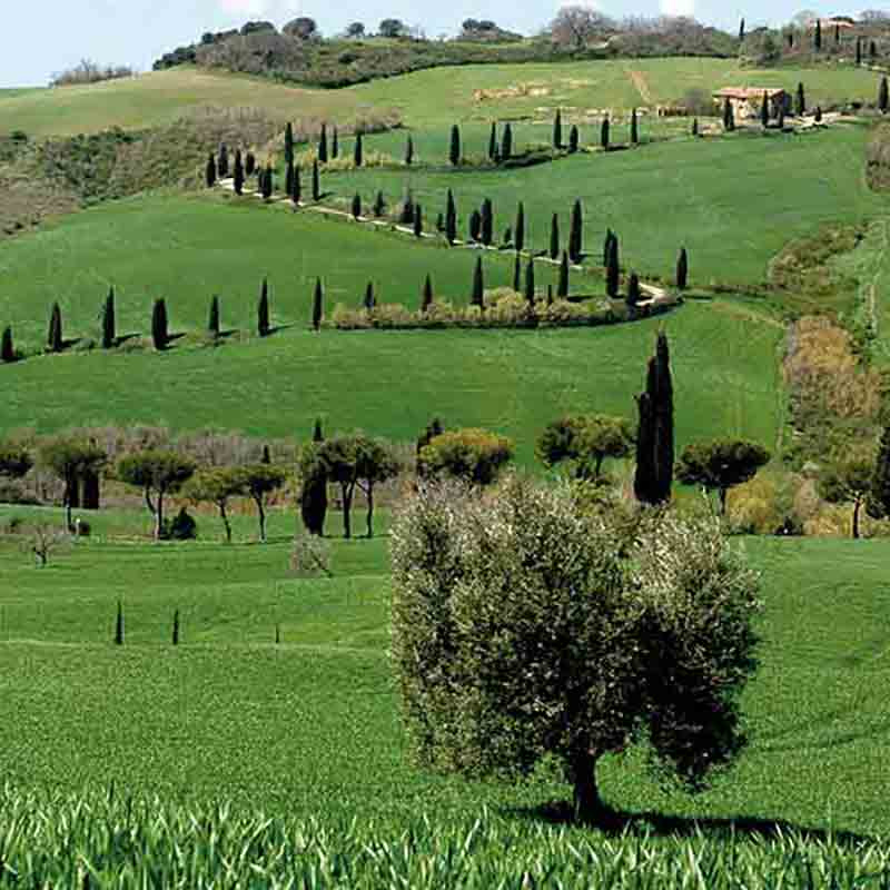 Hügelige Landschaft mit Zypressenbäumen.