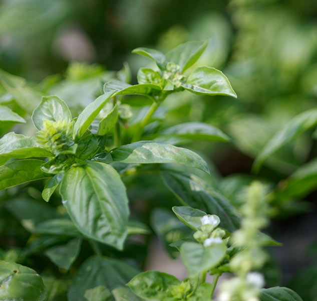 Basilikumblätter in Nahaufnahme.