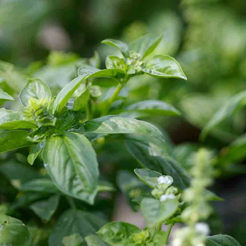 Basilikumblätter in Nahaufnahme.