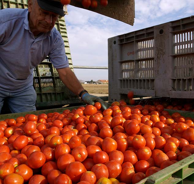 Mann erntet frische Tomaten draußen.