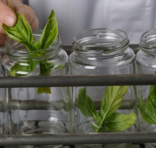 Gläser mit Basilikumblättern befüllt.