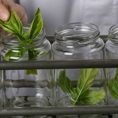 Gläser mit frischem Basilikum werden befüllt.