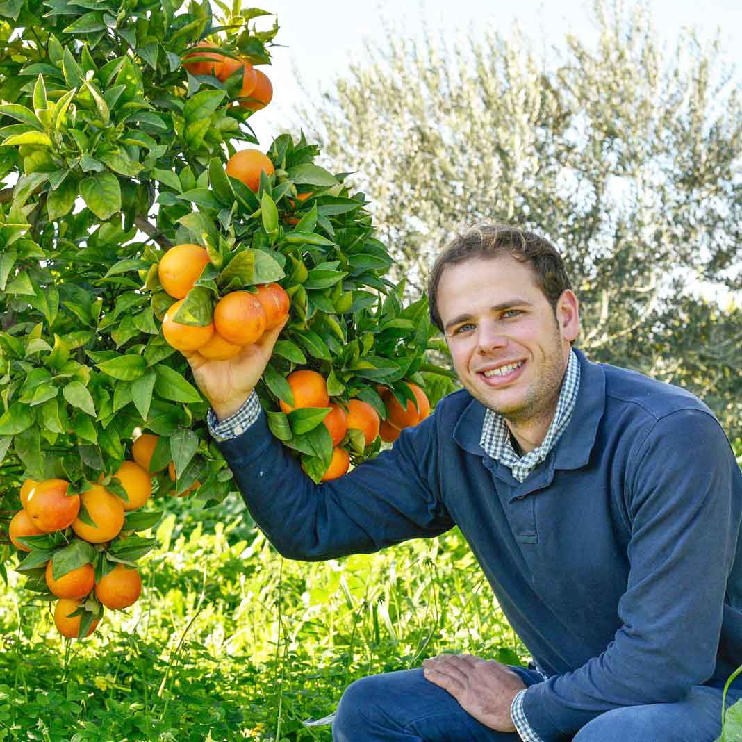Ein Mann sitzt unter dem Orangenbaum und präsentiert die Orangen aus Sizilien