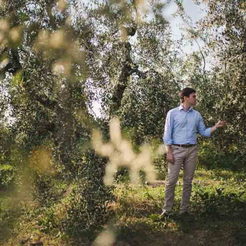 Qualitätskontrolle: Olivenhain in der Toskana mit einem der Eigentümer, der Oliven inspiziert.