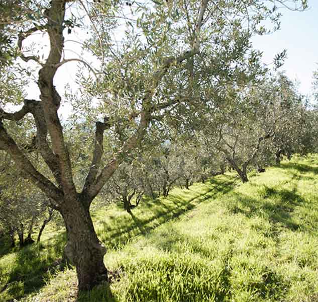 Olivenbäume auf sonnigem Hügel.