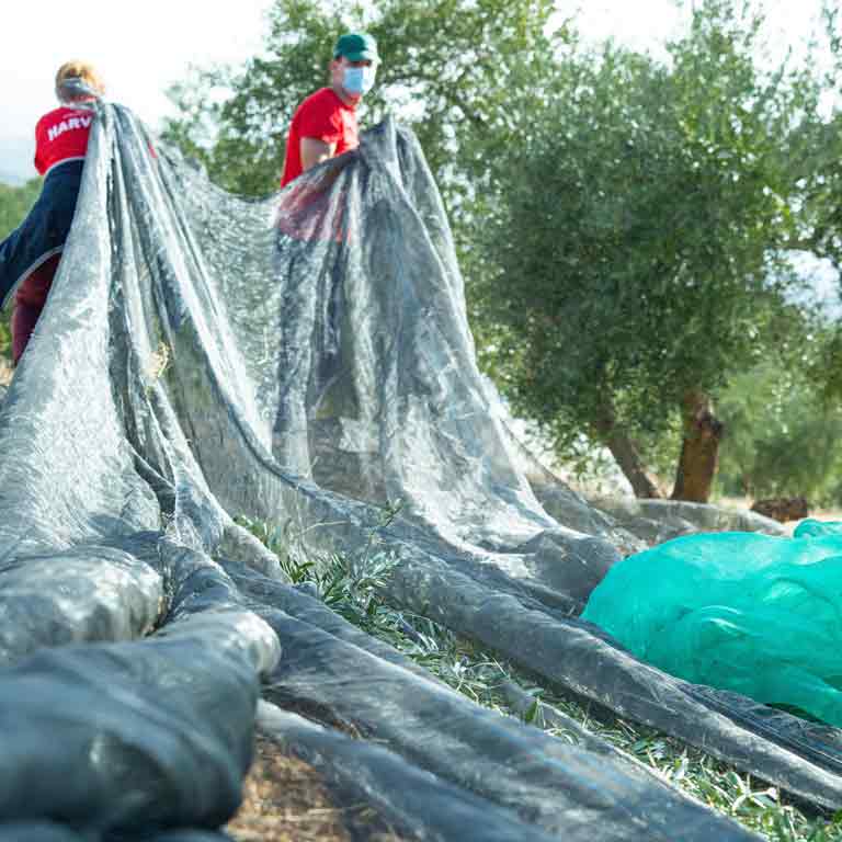 Olivenöl-Ernte mit Netzen draußen.