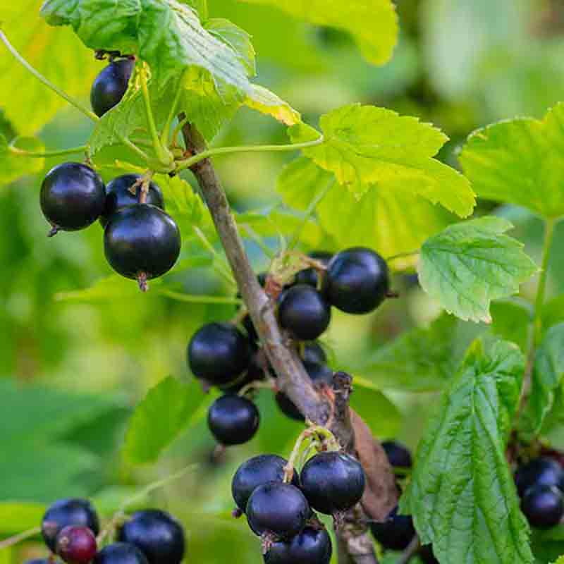 Schwarze Johannisbeeren am Strauch mit grünen Blättern.
