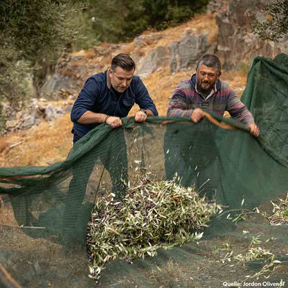 Zwei Männer ernten Oliven mit Netz im Freien.