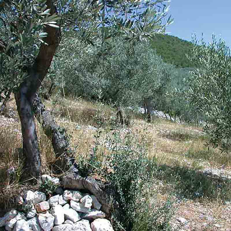 Olivenbäume in mediterraner Landschaft.