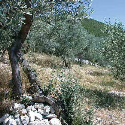 Olivenbäume in mediterraner Landschaft.