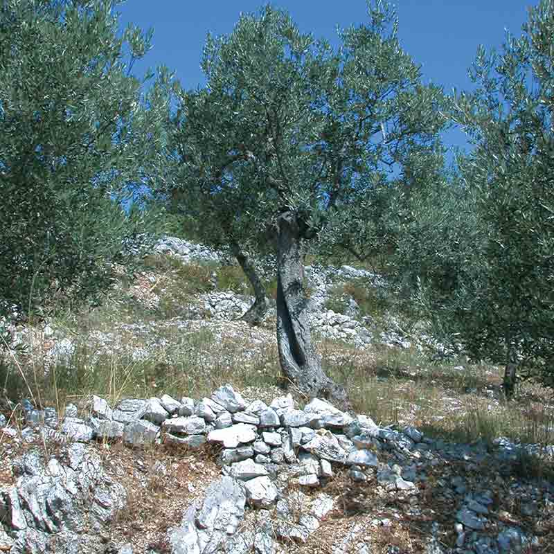 Olivenbaum auf steinigem Gelände unter blauem Himmel.