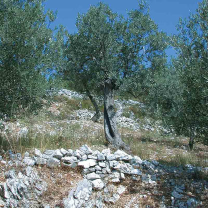 Olivenbaum auf steinigem Gelände unter blauem Himmel.