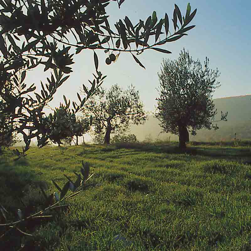 Herbstliche Stimmung mit leichten Nebel in den Olivenhainen von Viola.