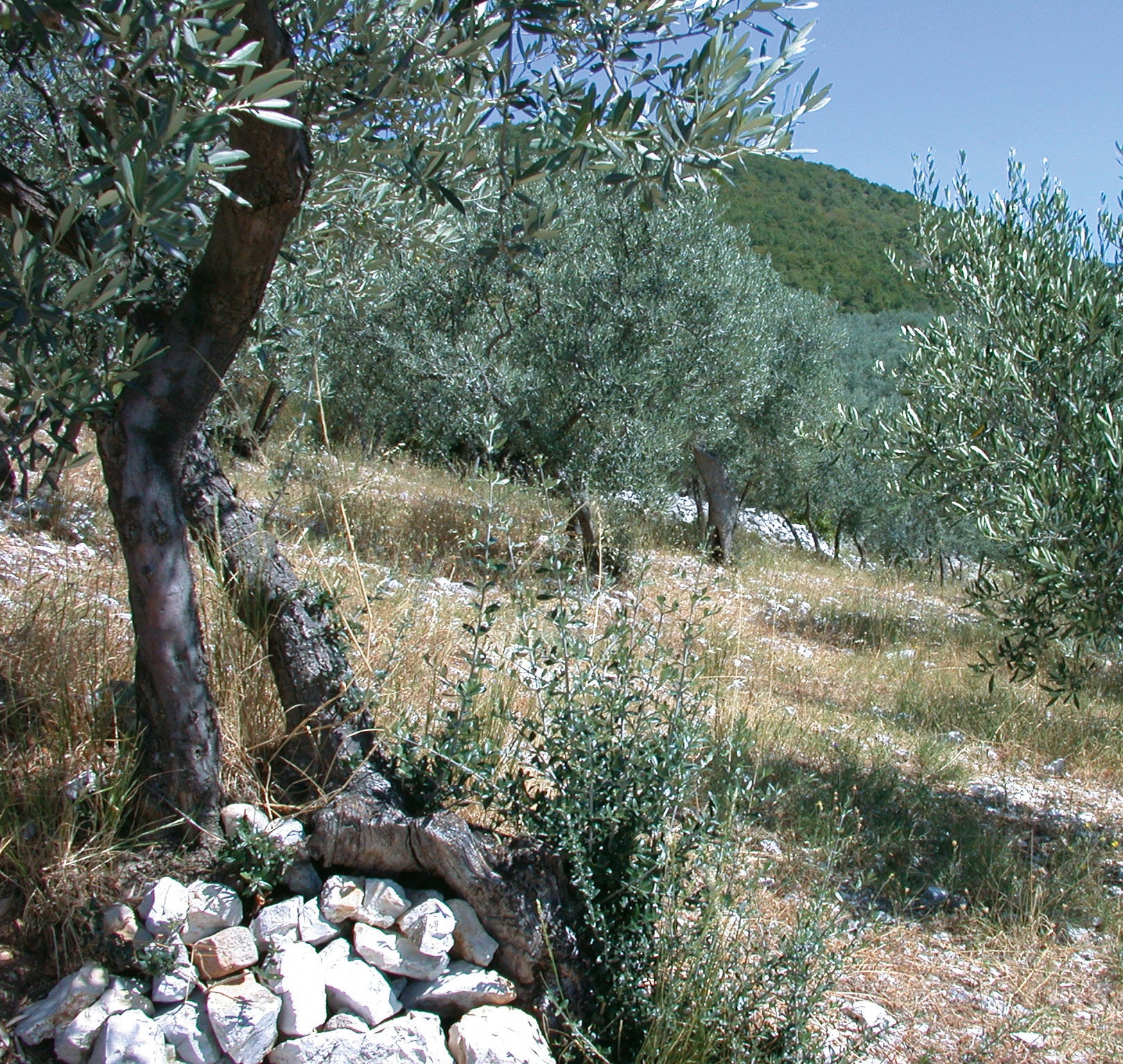 Olivenbäume auf steinigem Hügel.