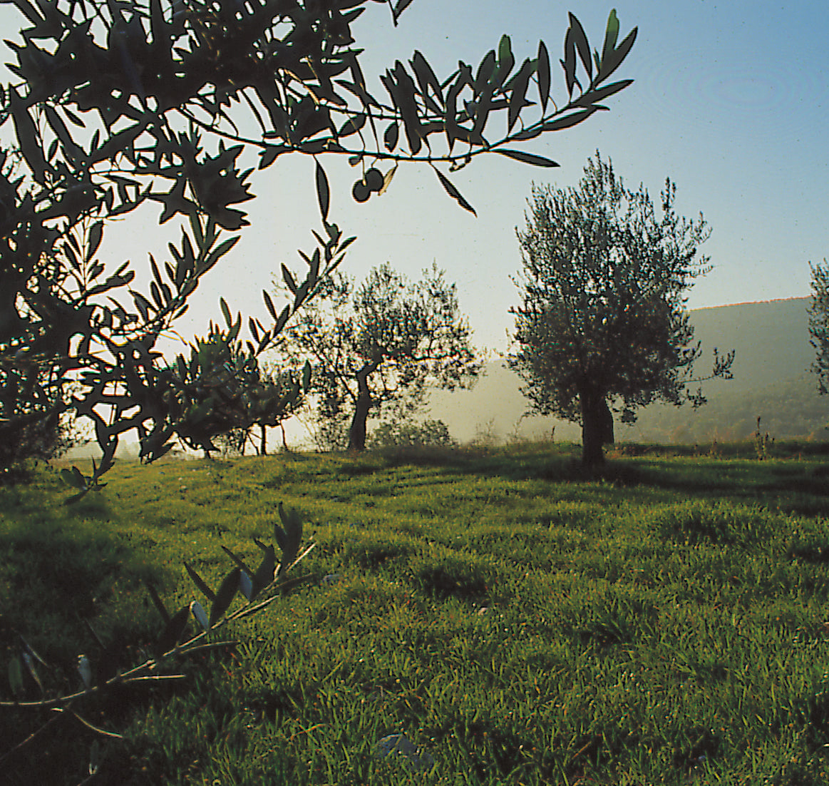 Olivenbäume auf grüner Wiese.
