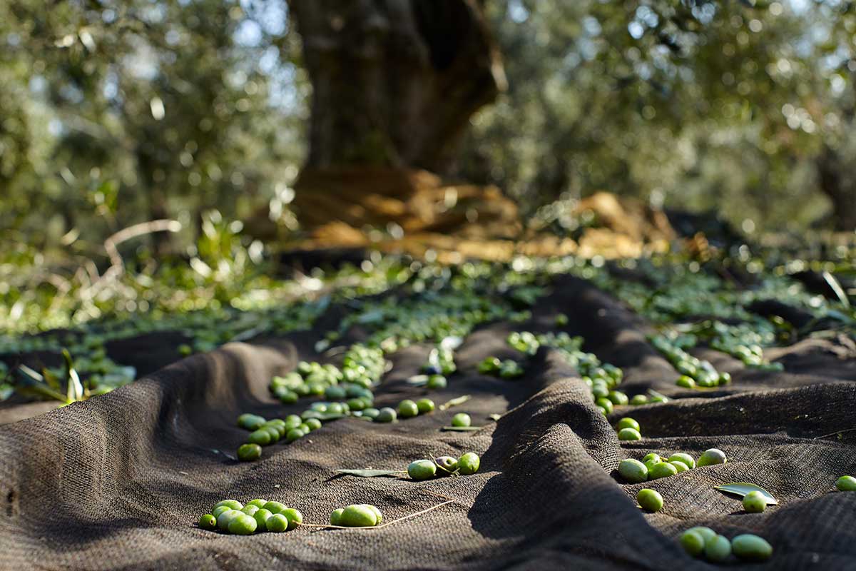 Junge frisch geerntete Oliven im Netz