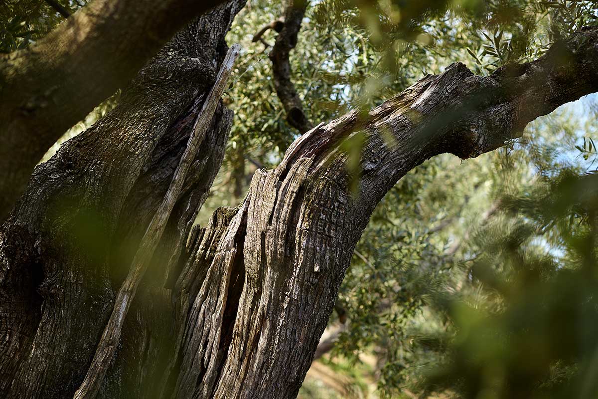 Alter Olivenbaum auf dem Olivenhain