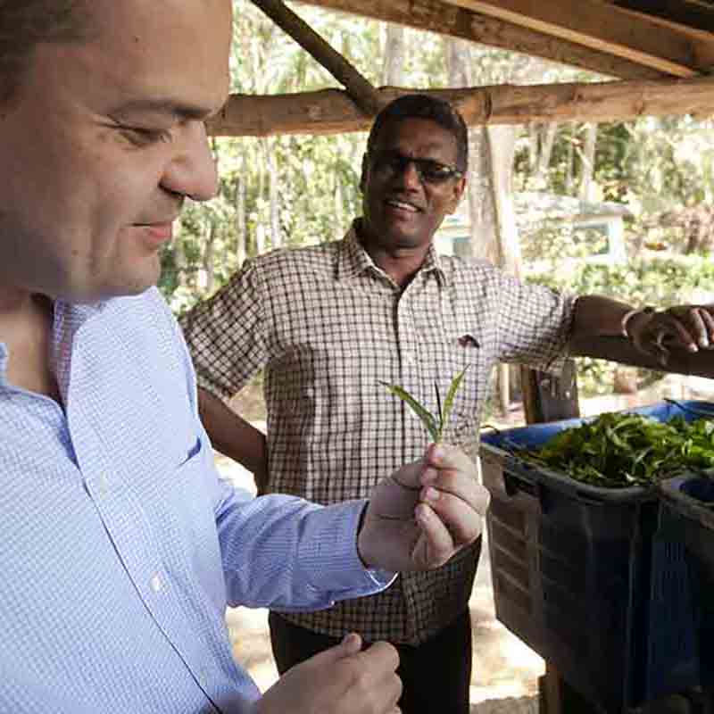 Zwei Männer bei Olivenernte.