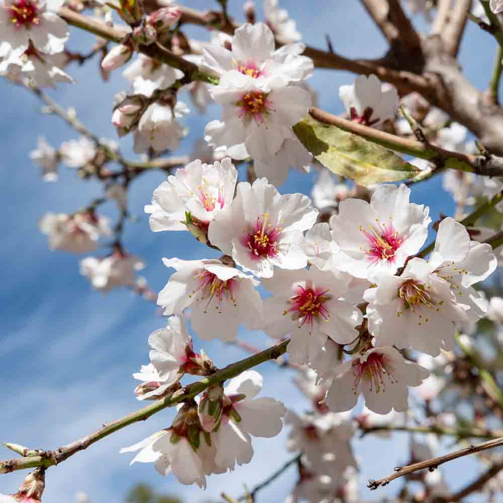 Blühender Mandelbaum vor Himmel.