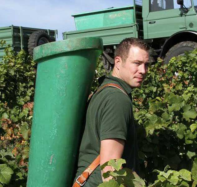 Mann bei Weinlese im Weinberg.