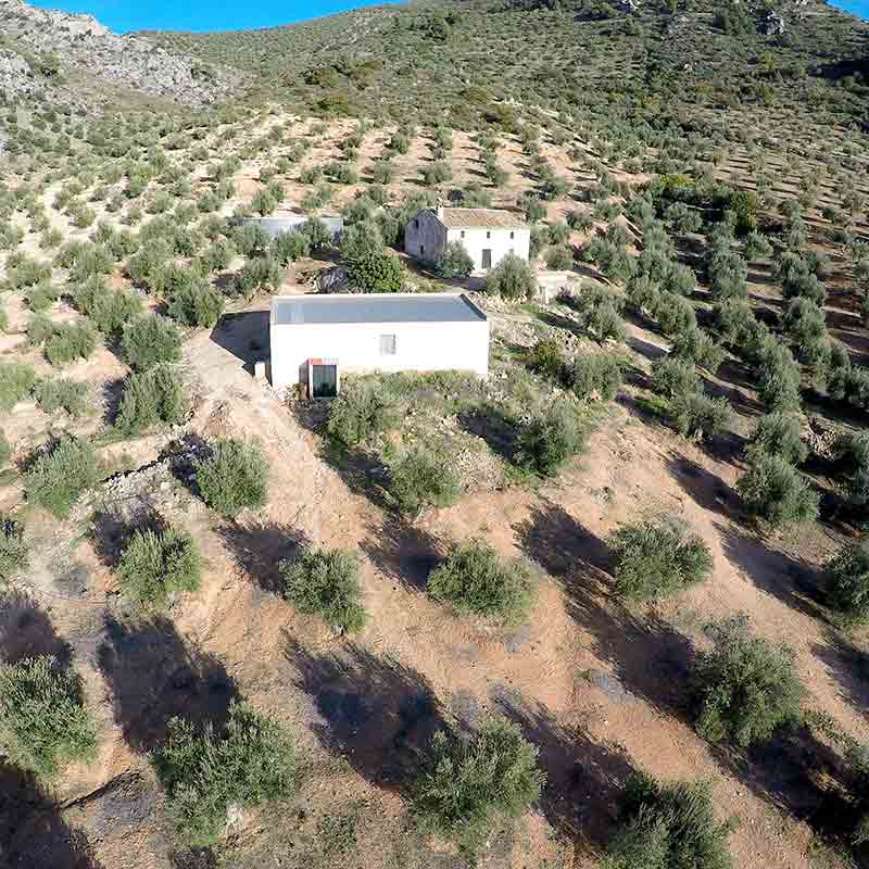 Luftaufnahme auf die Olivenhaine in der Nähe von Jaen / Andalusien. In der Mitte steht die Ölmühle.
