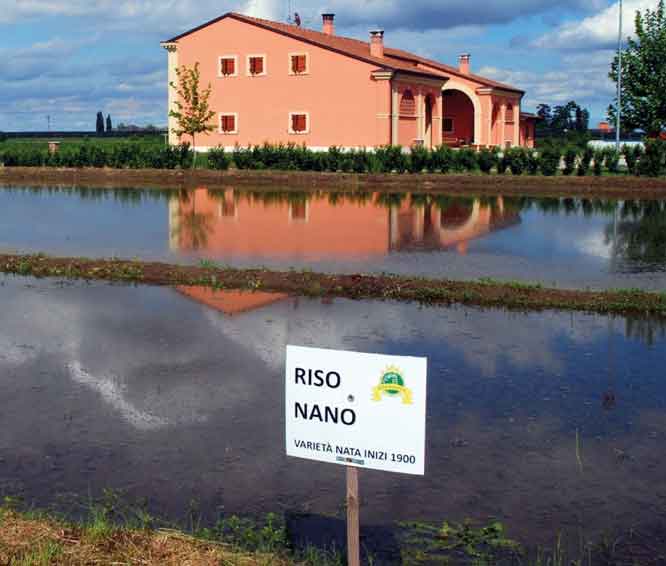 Reisfeld mit Haus im Hintergrund.