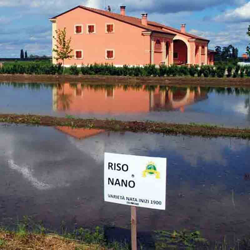 Reisfeld mit Gebäude im Hintergrund.