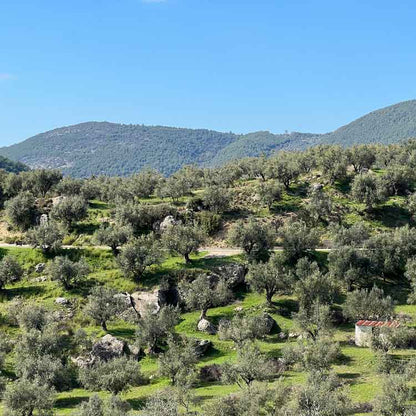 Mikri Elia natives Bio-Olivenöl extra, Griechenland